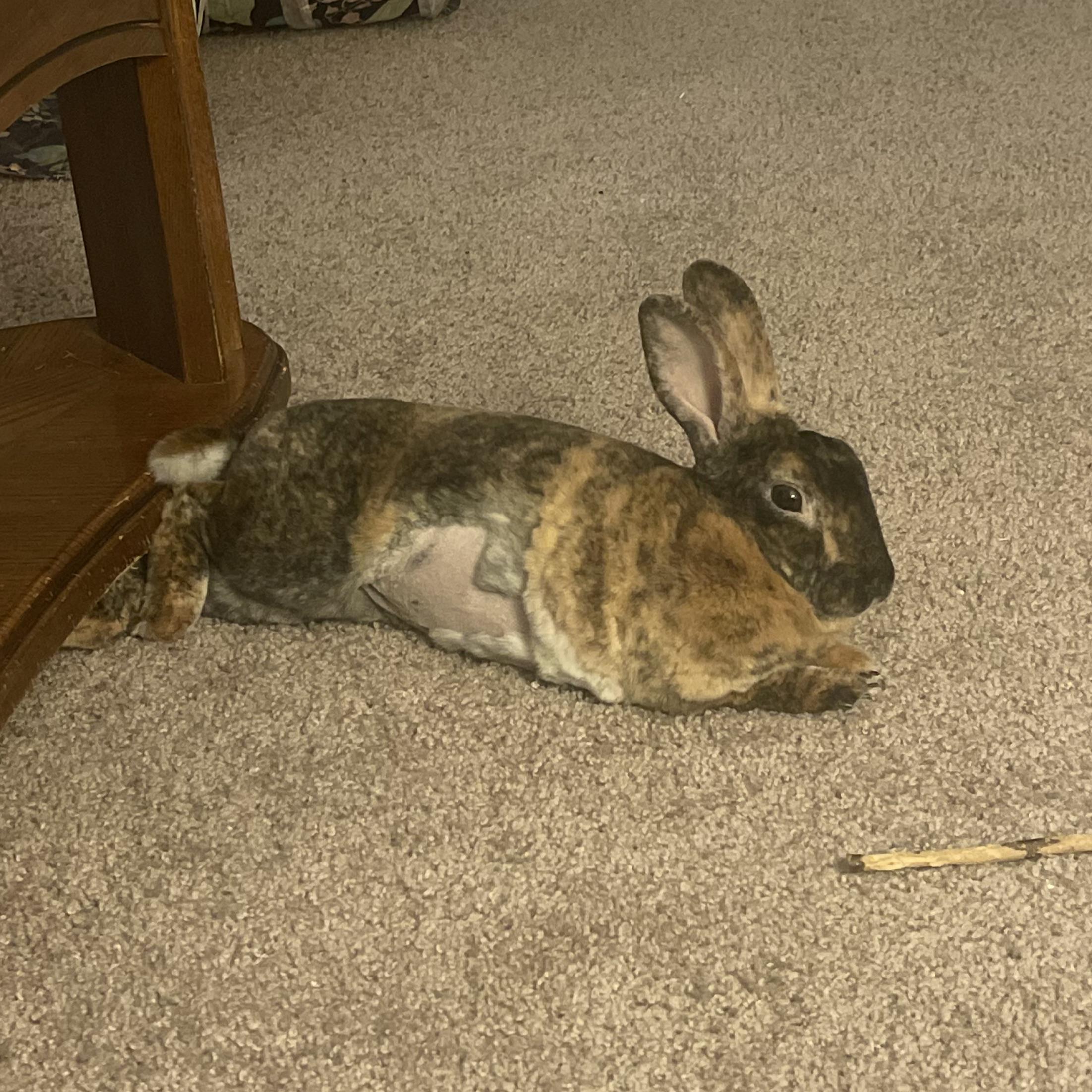 An application scenario or product detail of bunny feeding schedule - Image 7