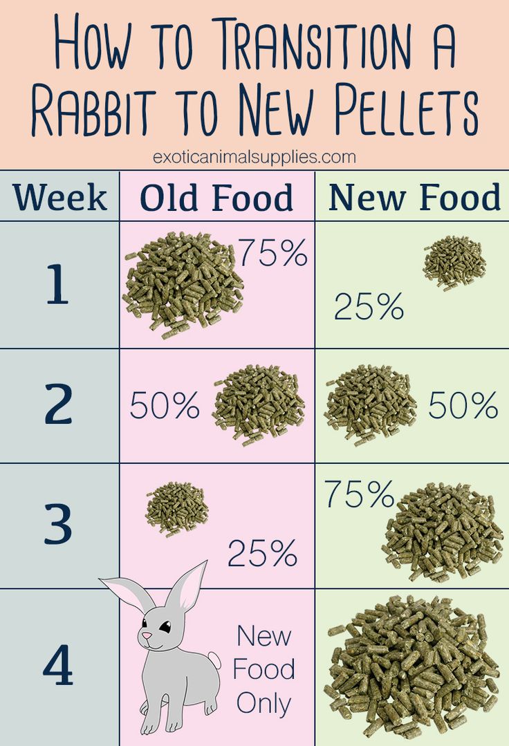 An application scenario or product detail of bunny feeding schedule - Image 15