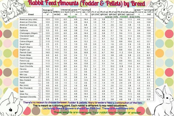 An application scenario or product detail of bunny feeding schedule - Image 18