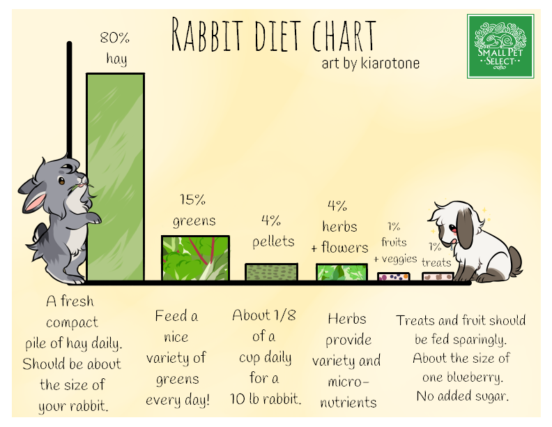 Featured image for the bunny feeding schedule guide