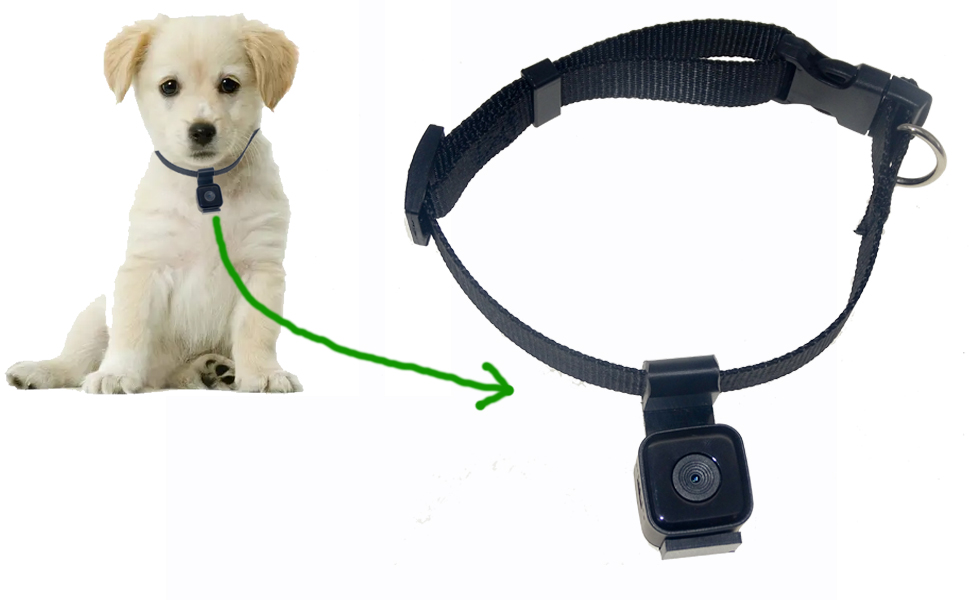 An application scenario or product detail of camera collar for dogs - Image 12