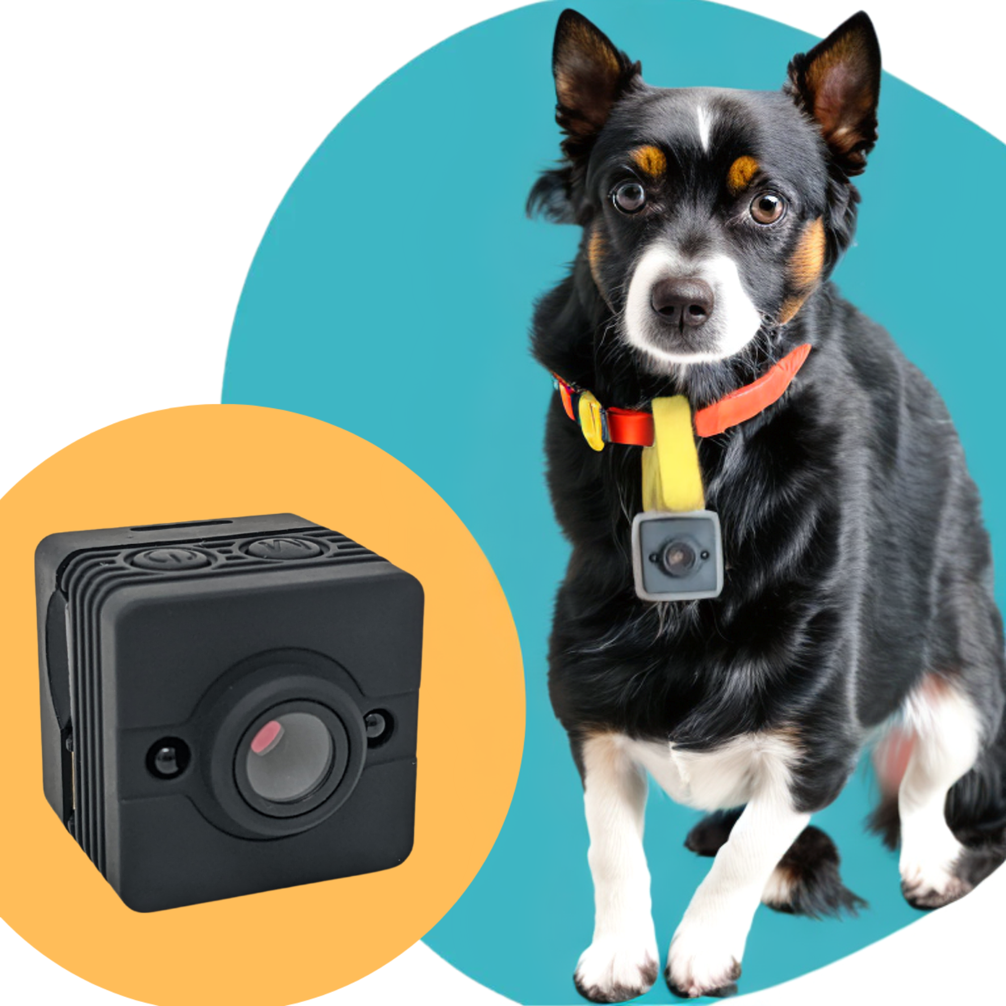 An application scenario or product detail of camera collar for dogs - Image 15