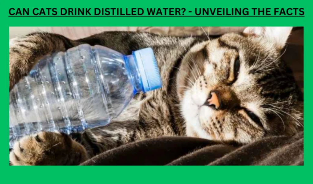 An application scenario or product detail of can cats drink cold water - Image 1
