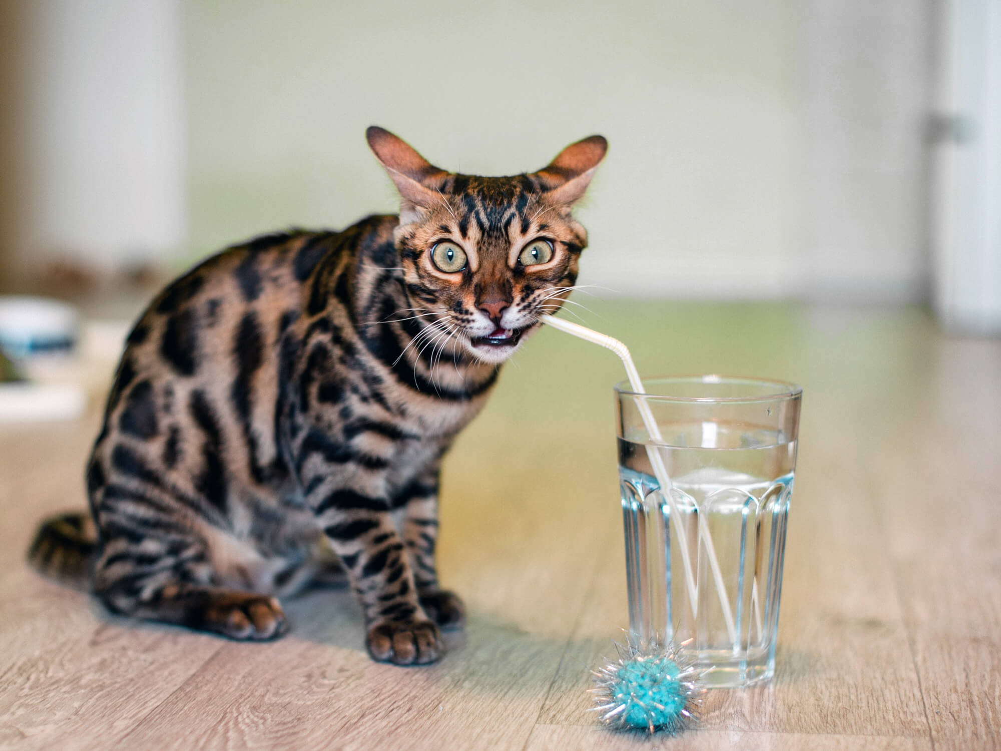 An application scenario or product detail of can cats drink cold water - Image 4