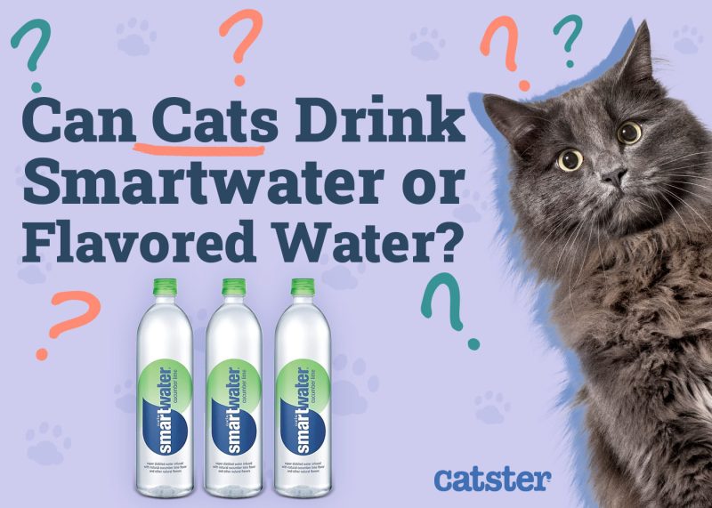 An application scenario or product detail of can cats drink cold water - Image 5