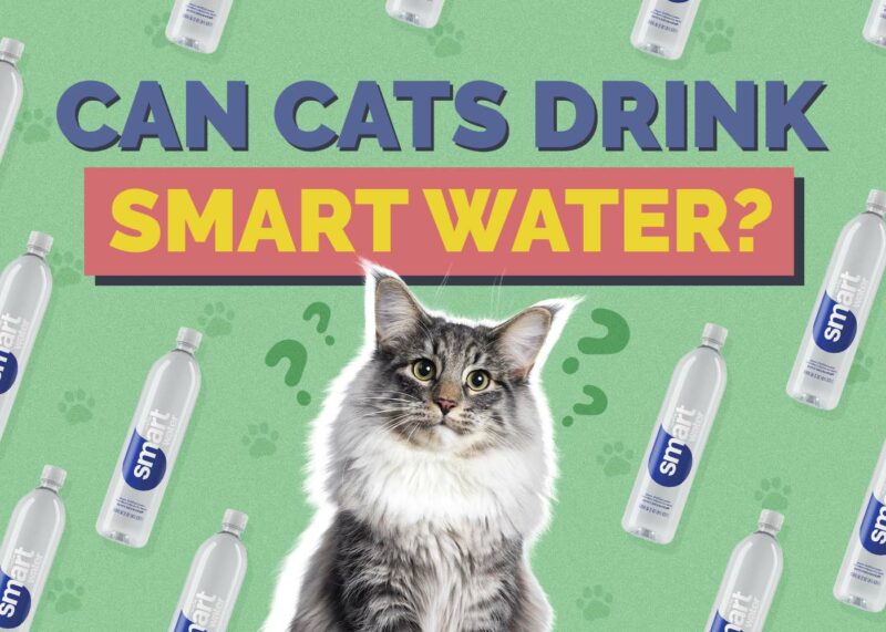 An application scenario or product detail of can cats drink cold water - Image 11