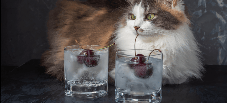 An application scenario or product detail of can cats drink cold water - Image 15