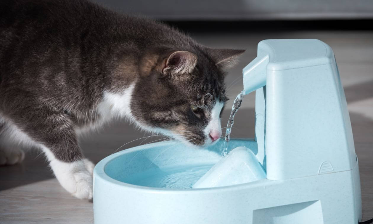 An application scenario or product detail of can cats have ice water - Image 1