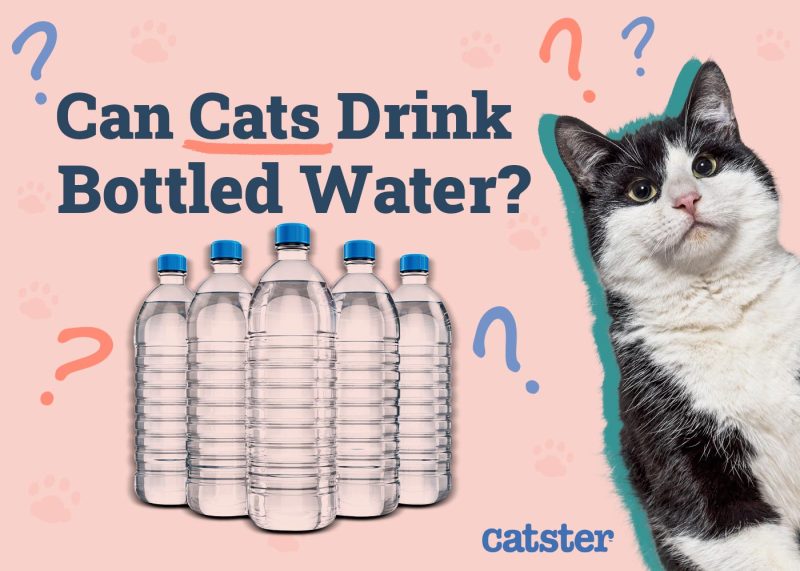 An application scenario or product detail of can cats have ice water - Image 17