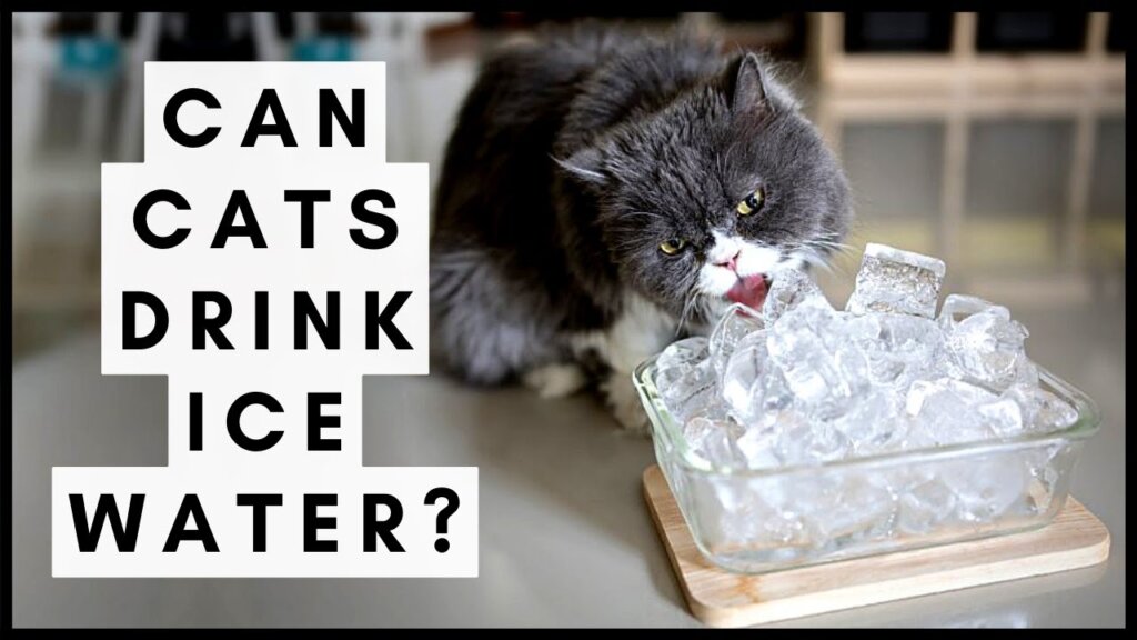 Featured image for the can cats have ice water guide