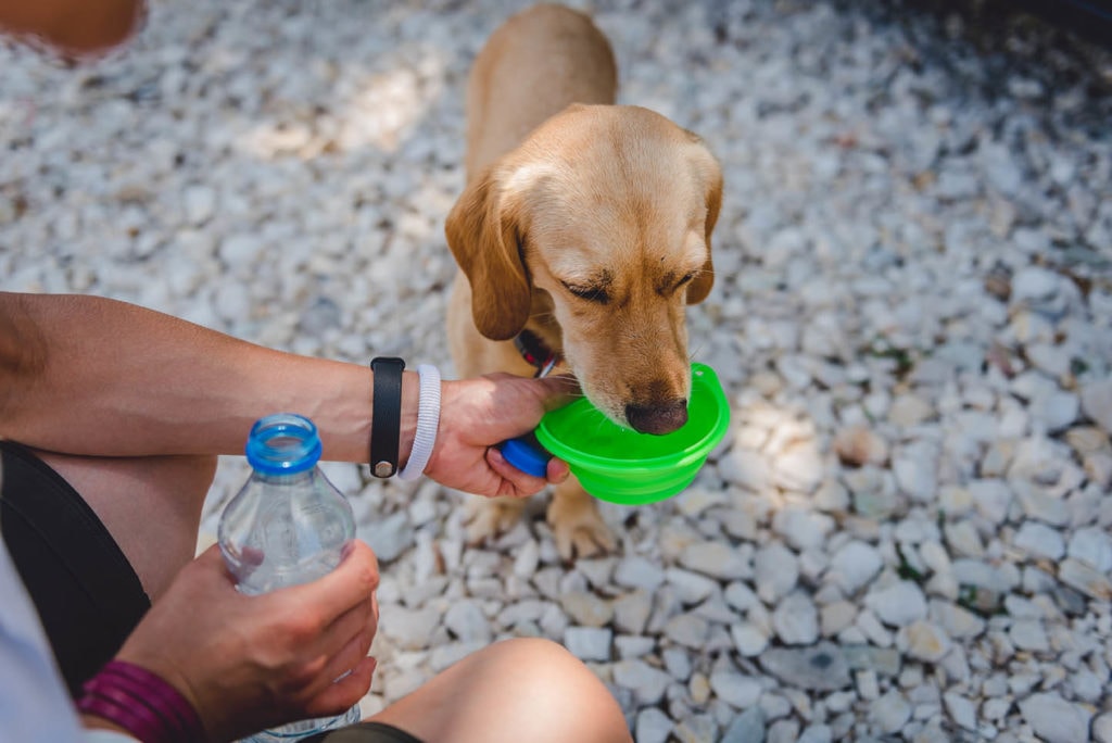 An application scenario or product detail of can dogs and cats share water - Image 3