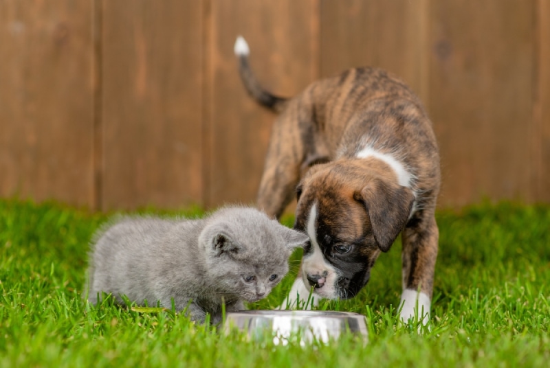 An application scenario or product detail of can dogs and cats share water - Image 5