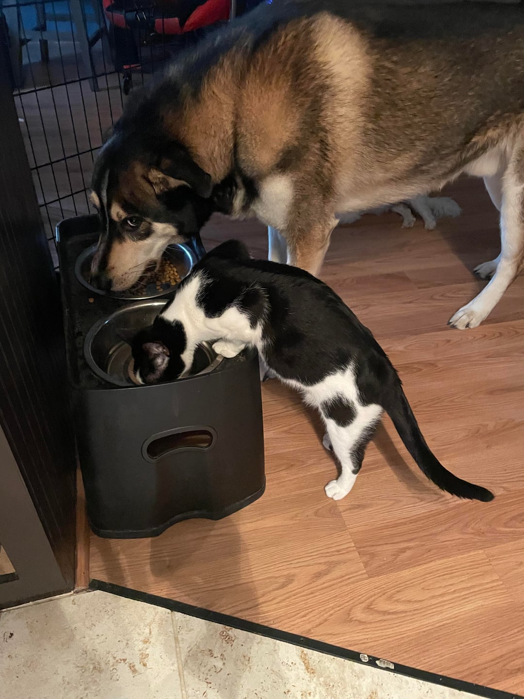 An application scenario or product detail of can dogs and cats share water - Image 9