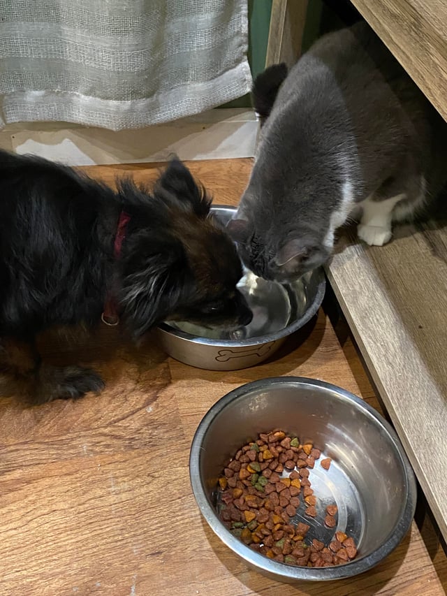 An application scenario or product detail of can dogs and cats share water - Image 12