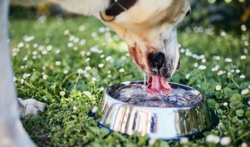 An application scenario or product detail of can dogs and cats share water - Image 19