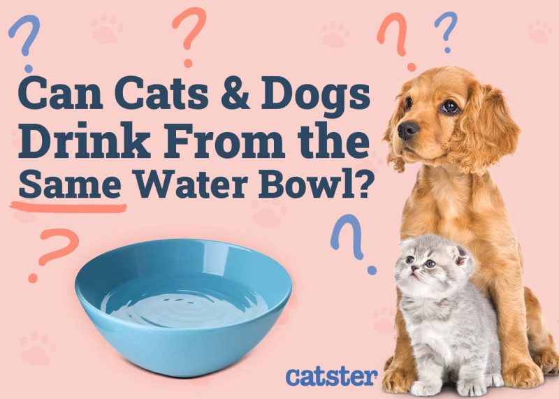 Featured image for the can dogs and cats share water guide