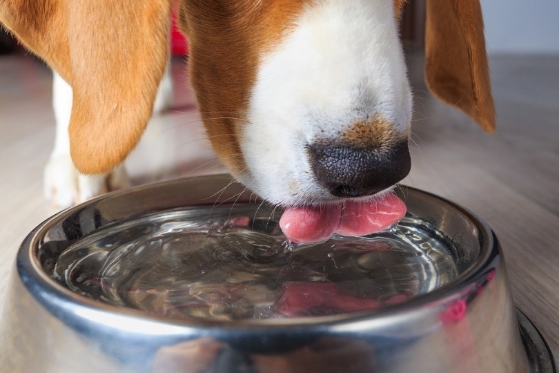 An application scenario or product detail of can dogs drink cold water - Image 5