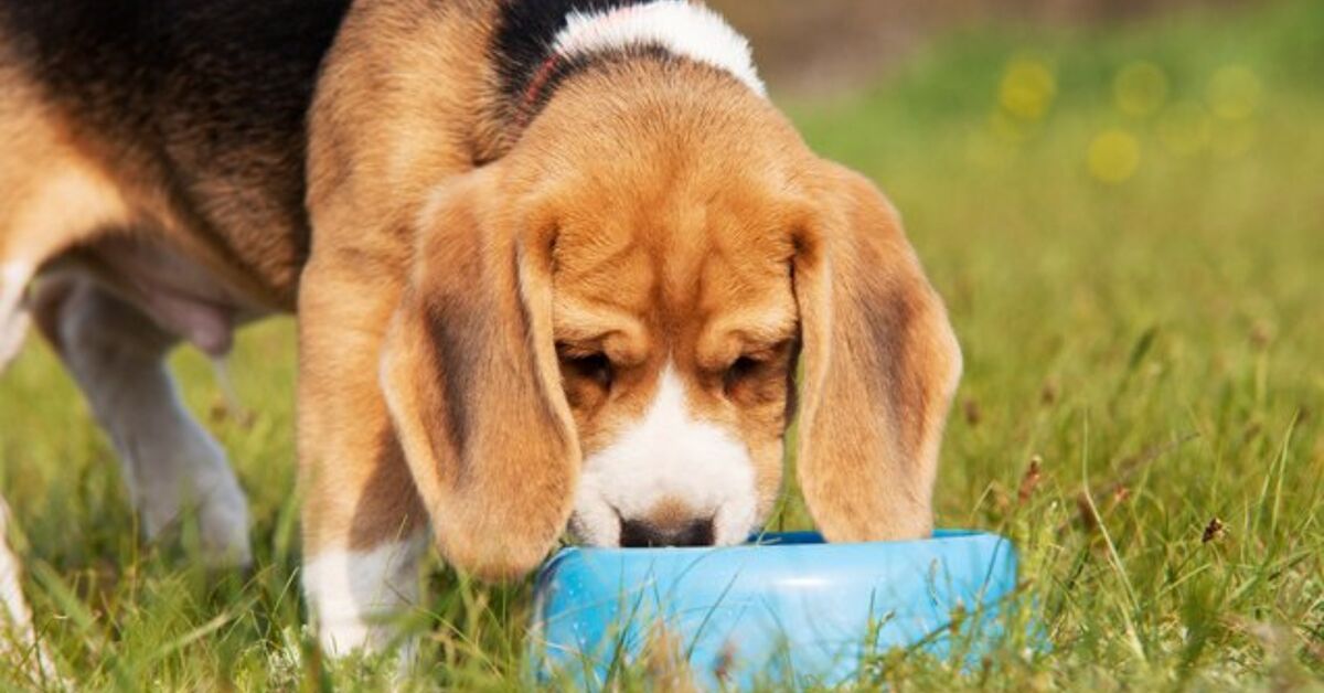 An application scenario or product detail of can dogs drink cold water - Image 10