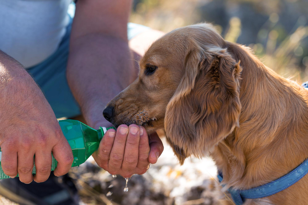 An application scenario or product detail of can dogs drink cold water - Image 11