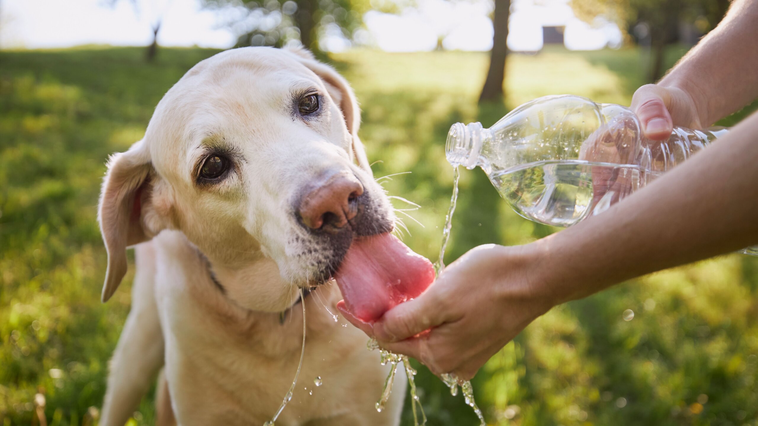 An application scenario or product detail of can dogs drink cold water - Image 12