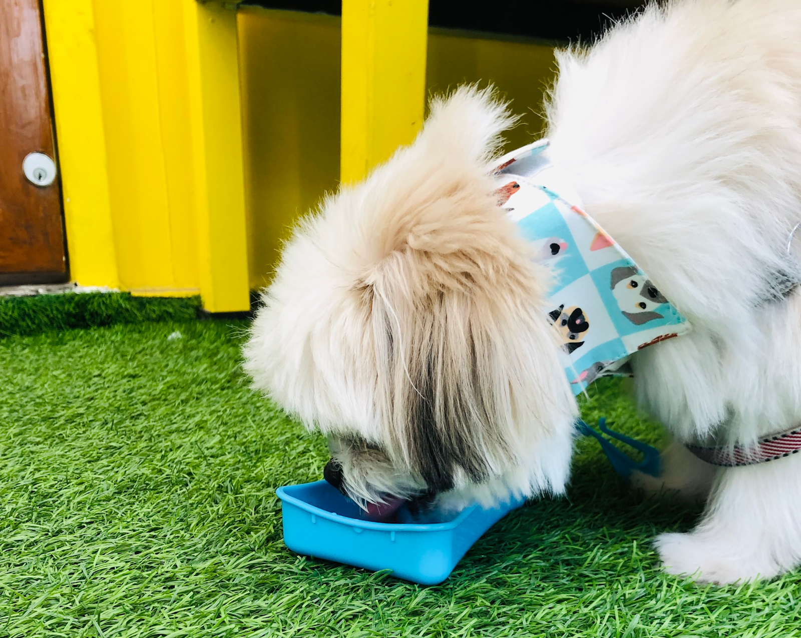 An application scenario or product detail of can dogs drink cold water - Image 18