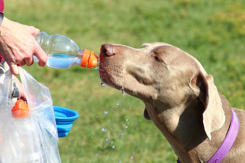 An application scenario or product detail of can dogs drink cold water - Image 20