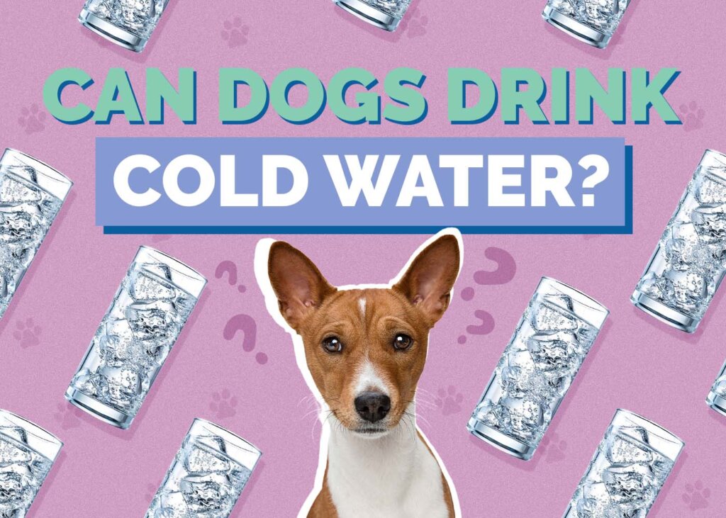 Featured image for the can dogs drink cold water guide