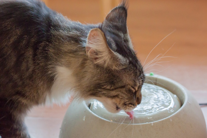 An application scenario or product detail of can i put ice in my cats water - Image 6