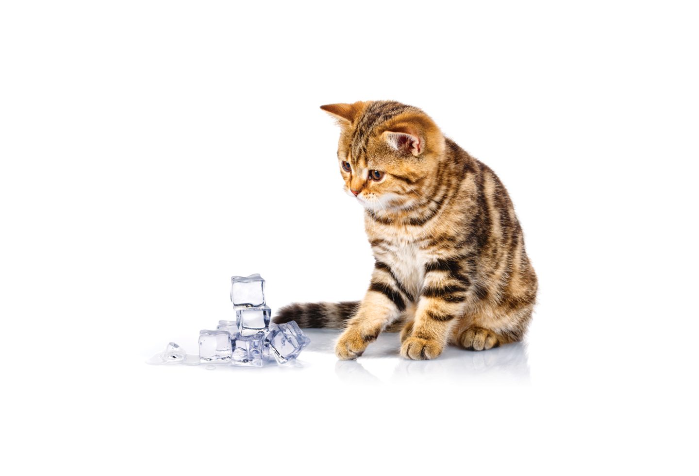 An application scenario or product detail of can i put ice in my cats water - Image 19