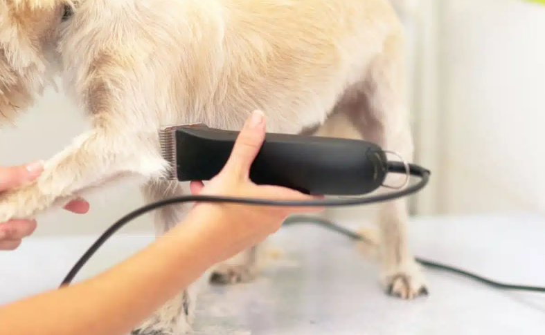 An application scenario or product detail of can i use hair clippers on my dog - Image 10