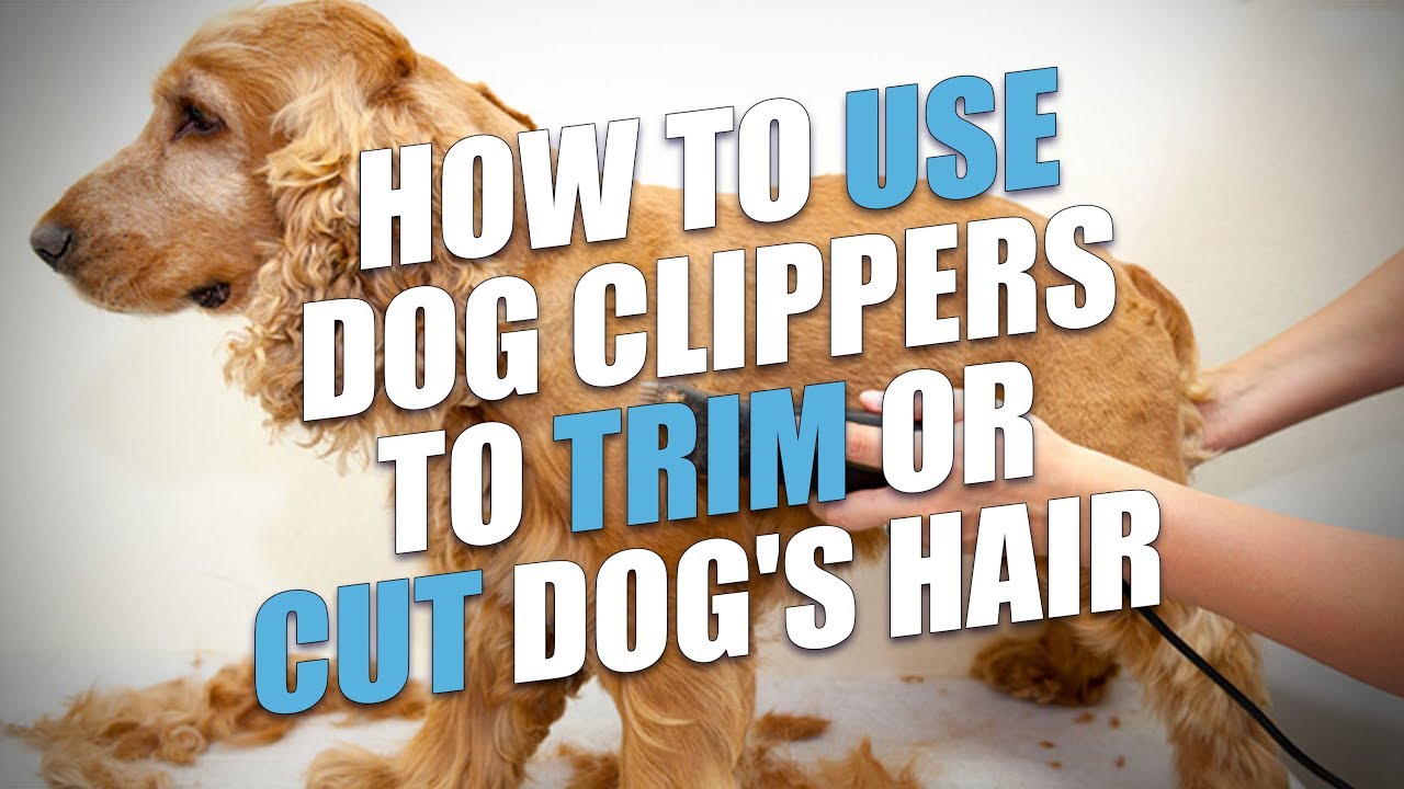 An application scenario or product detail of can i use hair clippers on my dog - Image 11