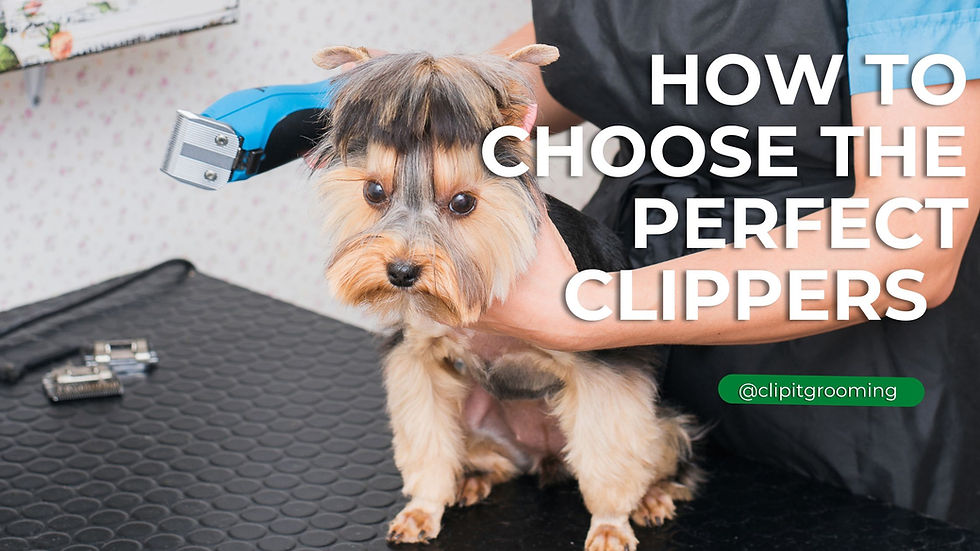 An application scenario or product detail of can i use hair clippers on my dog - Image 12