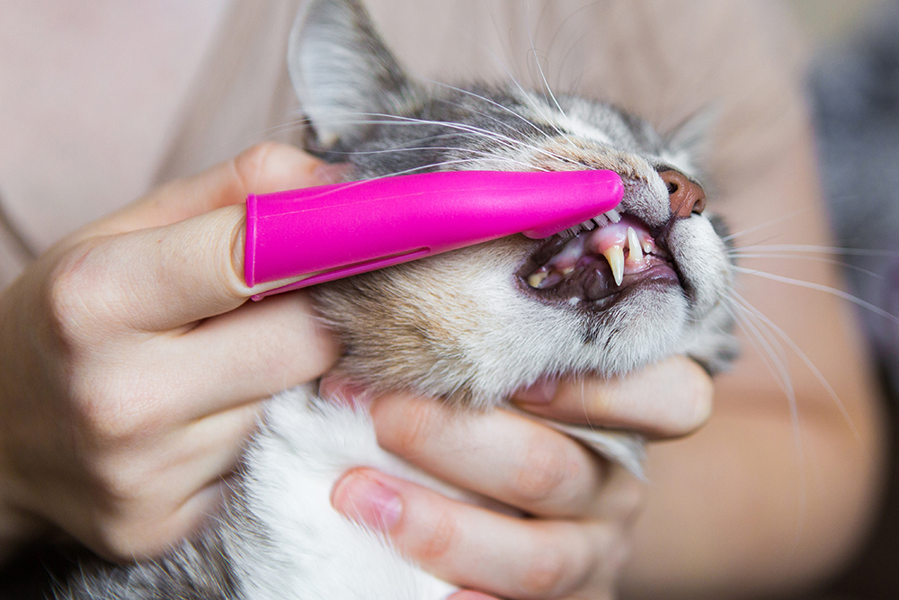 An application scenario or product detail of can you brush your cats teeth - Image 4