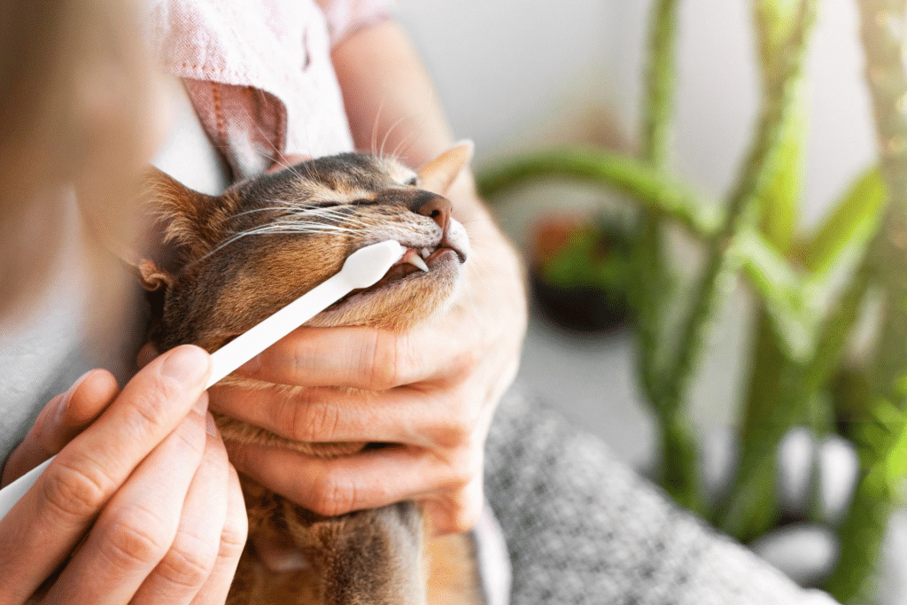 An application scenario or product detail of can you brush your cats teeth - Image 12