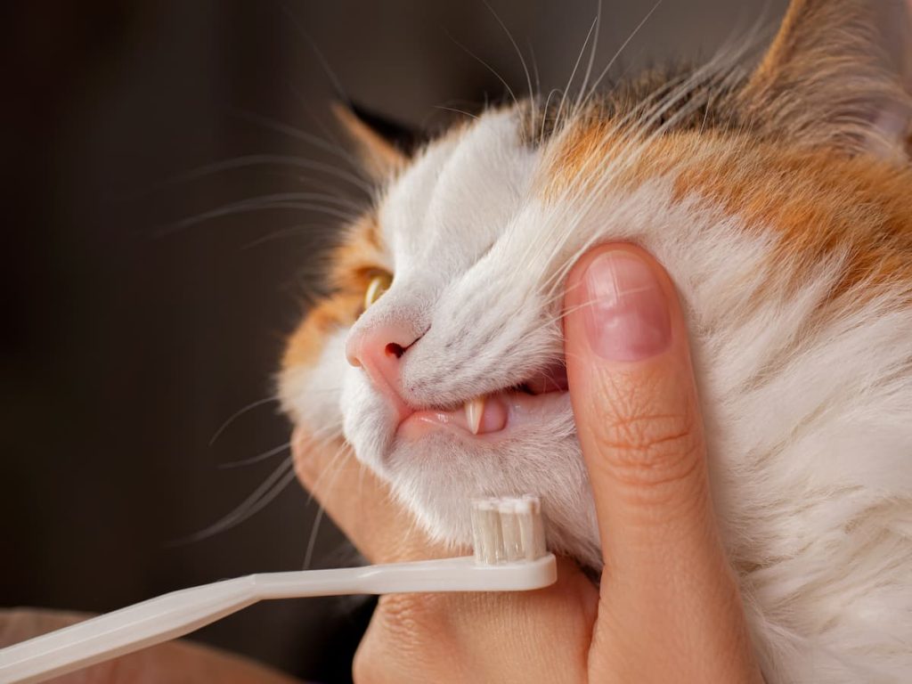 An application scenario or product detail of can you brush your cats teeth - Image 17