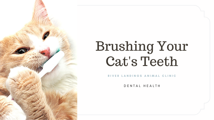 An application scenario or product detail of can you brush your cats teeth - Image 22