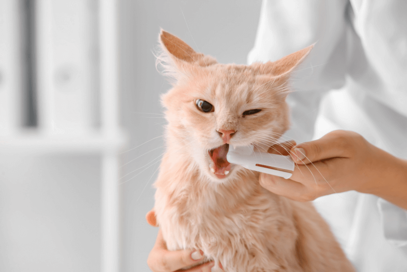 Featured image for the can you brush your cats teeth guide