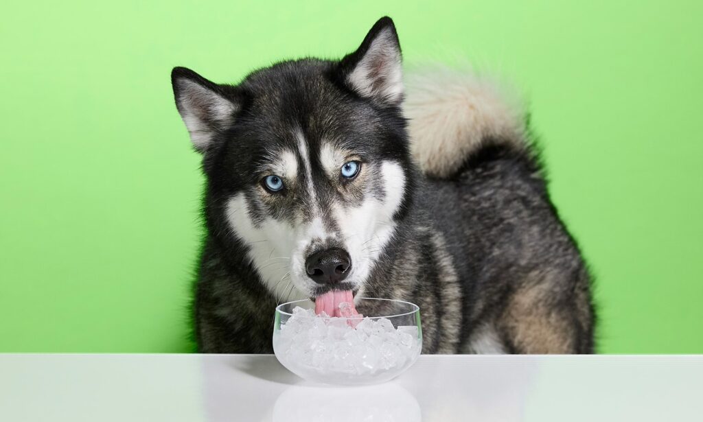 An application scenario or product detail of can you give a dog cold water - Image 10