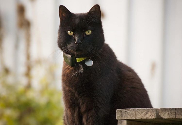 An application scenario or product detail of can you track a chipped cat - Image 12