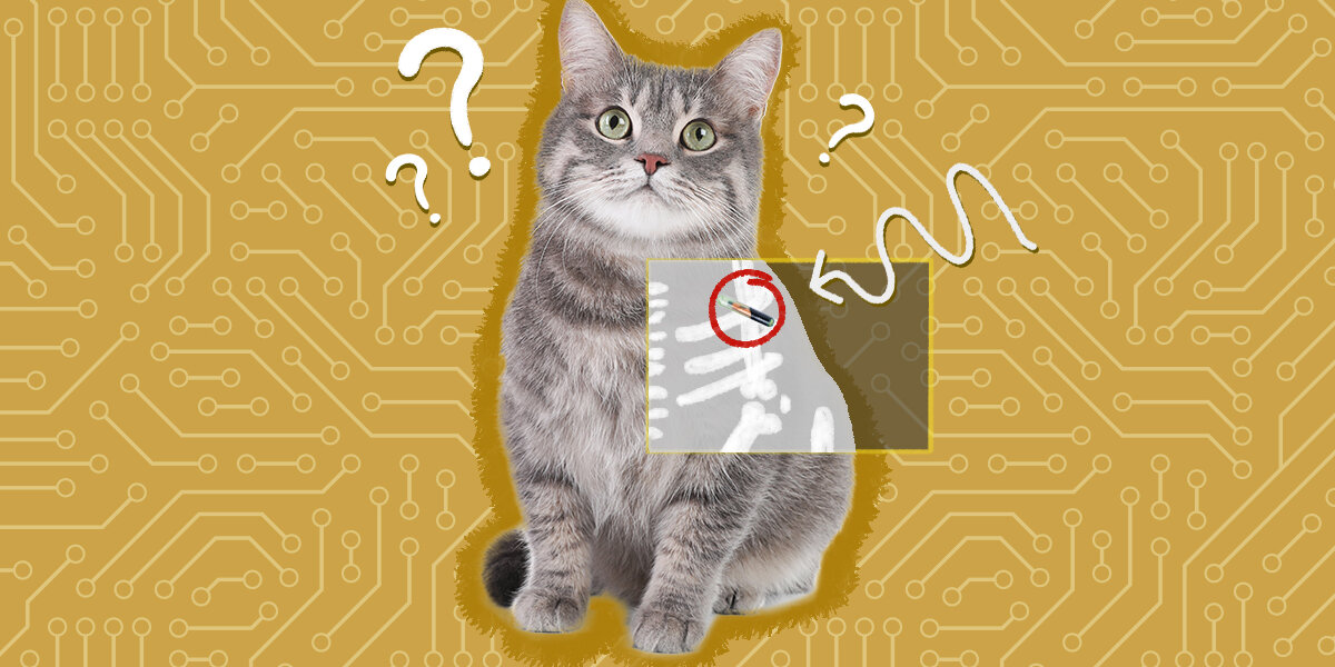 An application scenario or product detail of can you track a chipped cat - Image 17