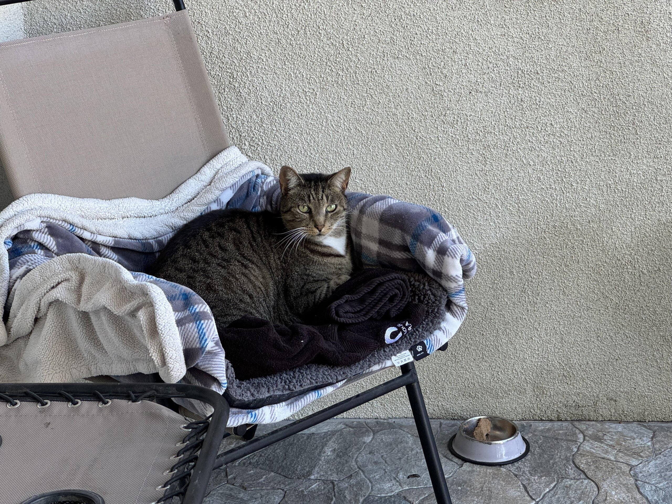 An application scenario or product detail of can you track a chipped cat - Image 19