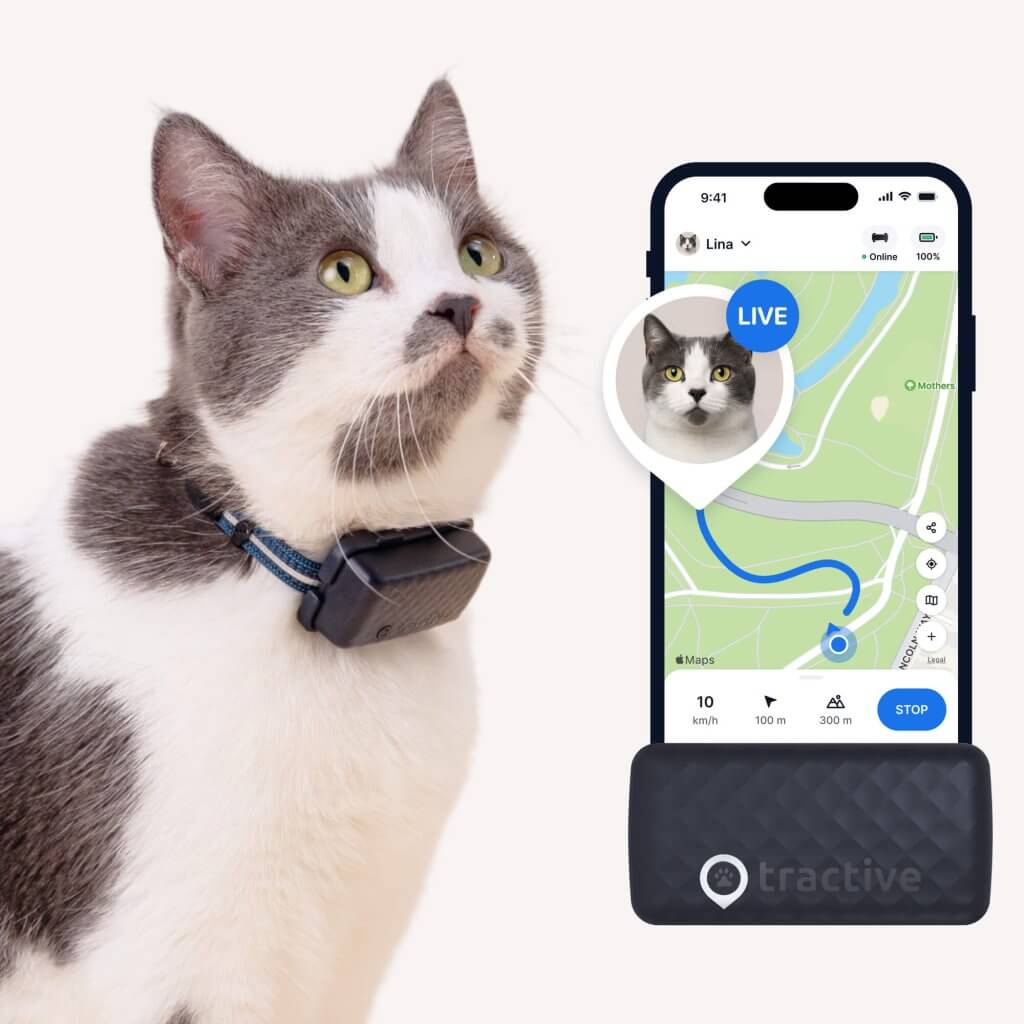 Featured image for the can you track a chipped cat guide