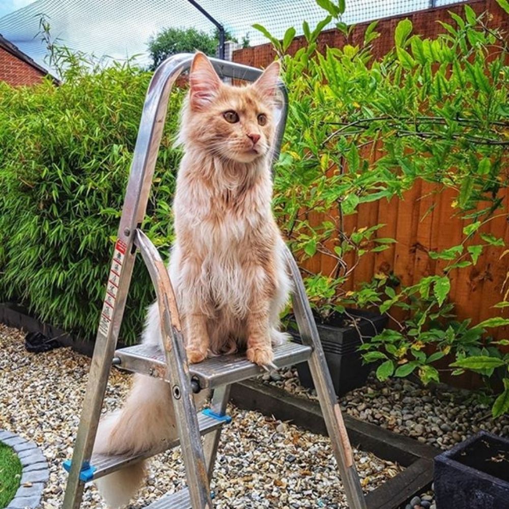 An application scenario or product detail of can you track a microchipped cat - Image 3