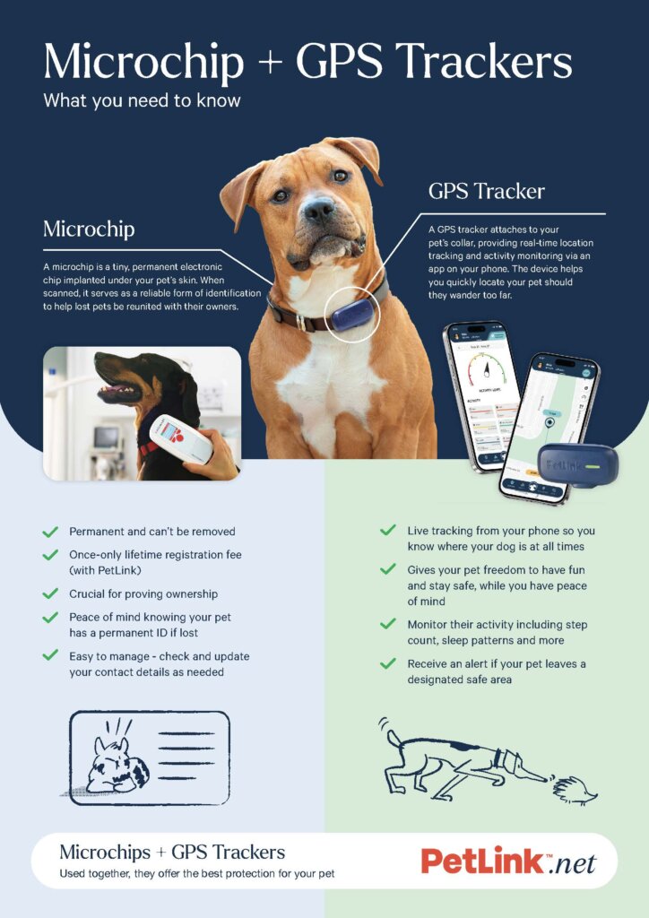 Featured image for the can you track your dog with a microchip guide