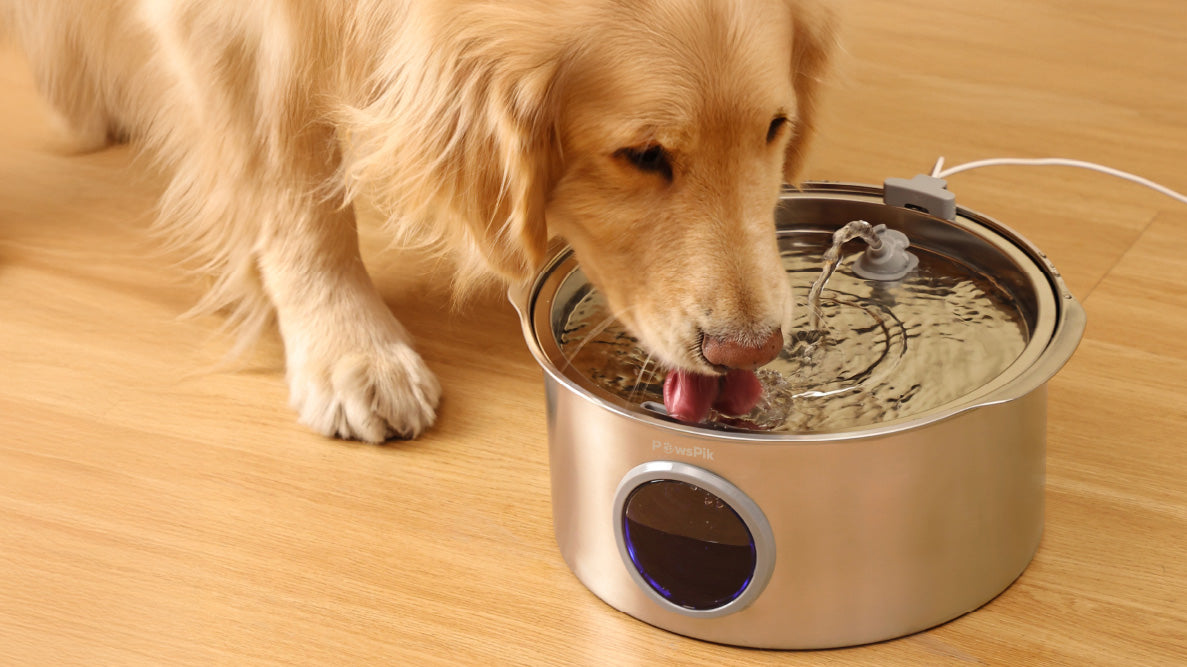 An application scenario or product detail of canine water fountain - Image 19