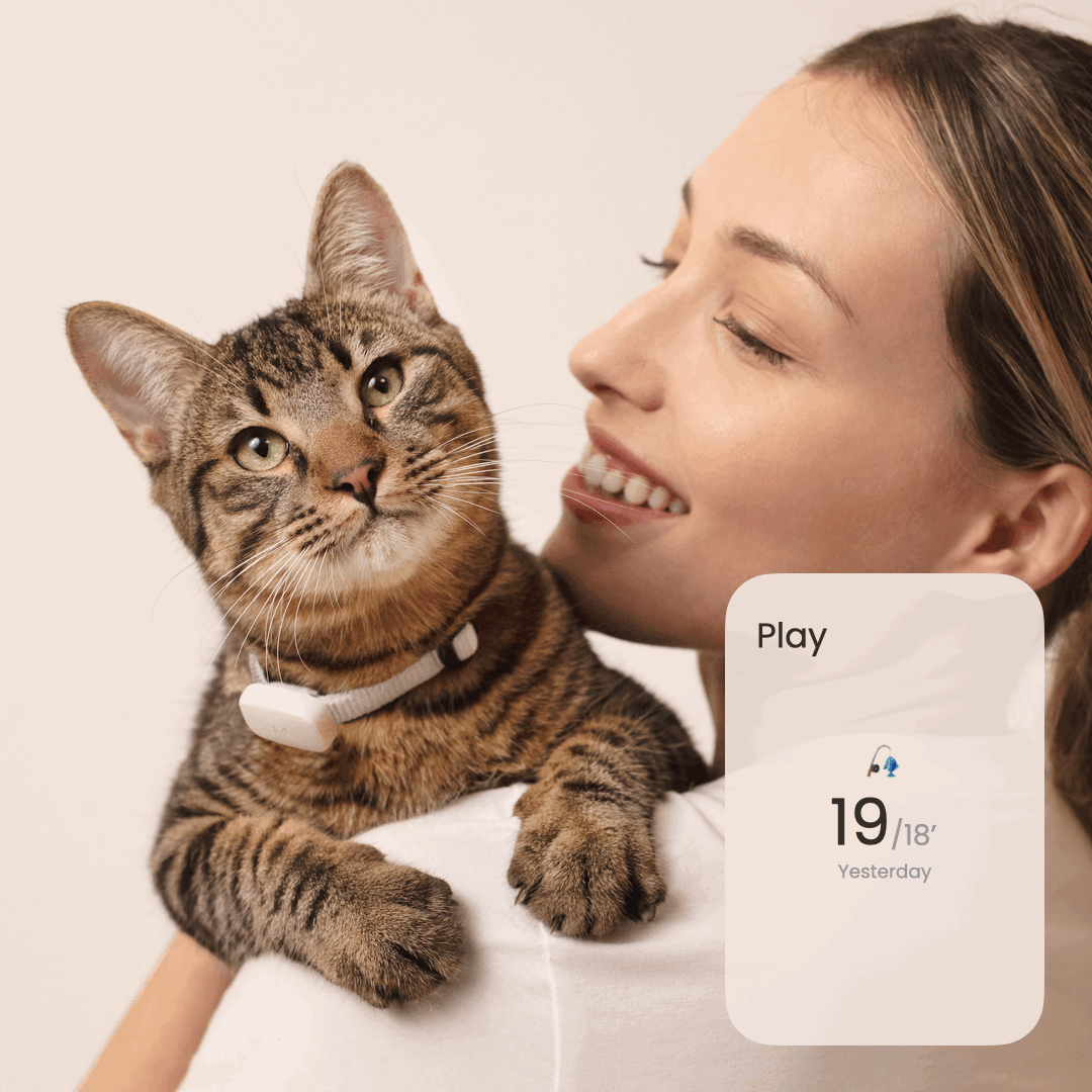 An application scenario or product detail of cat activity tracker - Image 8