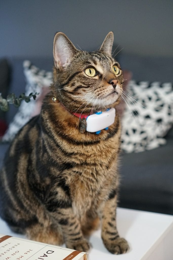 An application scenario or product detail of cat activity tracker - Image 11