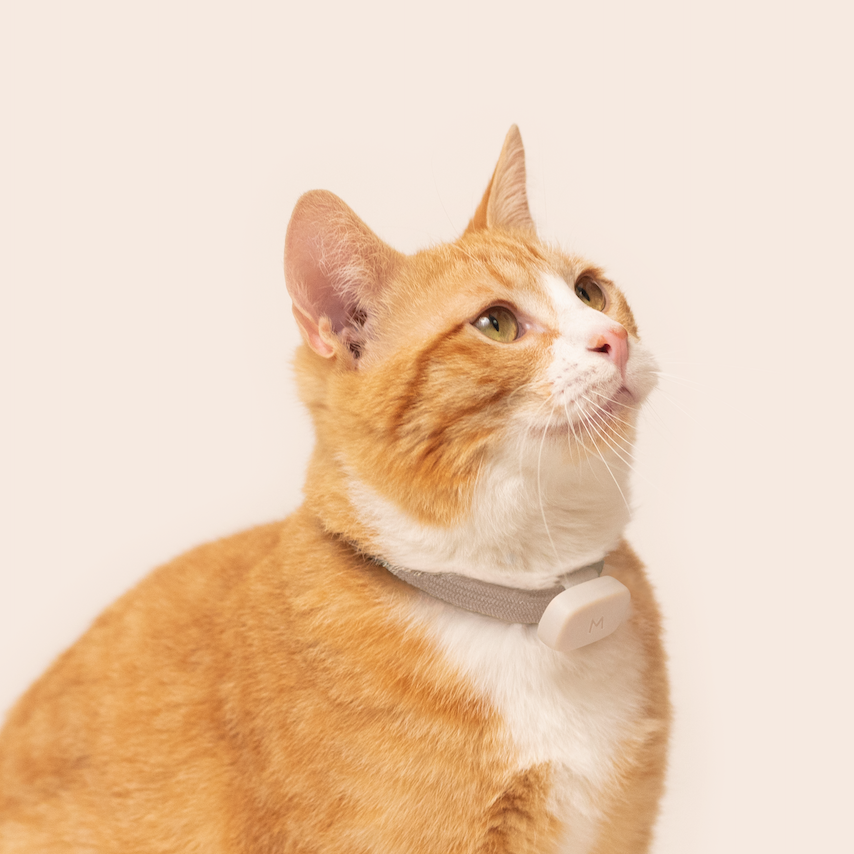 An application scenario or product detail of cat activity tracker - Image 14