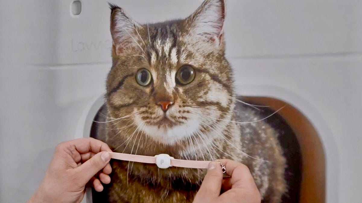 An application scenario or product detail of cat activity tracker - Image 17