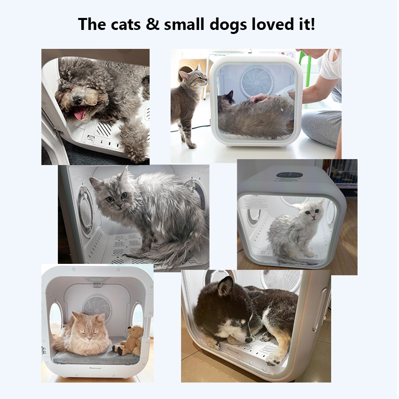 An application scenario or product detail of cat and blow dryer - Image 21